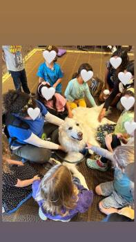 Kobe -  Great Pyrenees Dog for Adoption in San Diego, California - Kobe | PetCurious