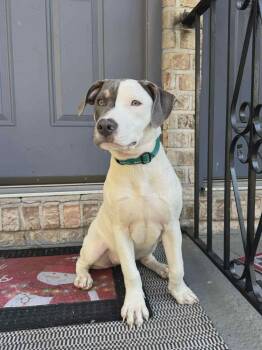 Rescue Pit Bull Terrier Dogs for Adoption in Levittown, New York - Fruity Pebbles | PetCurious