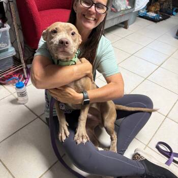 Gizmo Potato -  Mixed Breed Dog for Adoption in Savannah, Georgia - Gizmo Potato | PetCurious