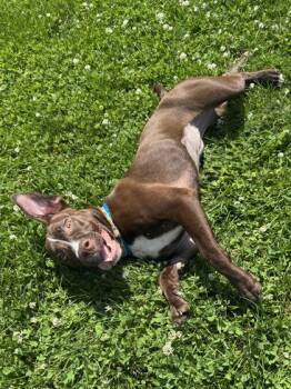 Godiva -  Labrador Retriever Dog for Adoption in Orland Hills, Illinois - Godiva | PetCurious