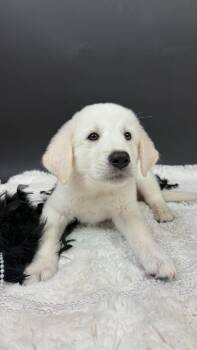 Blizzard Tiger -  Great Pyrenees and Anatolian Shepherd Dog for Adoption in Phoenix, Arizona - Blizzard Tiger | PetCurious
