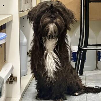 Winslow -  Shih Tzu and Schnauzer Dog for Adoption in Warrensburg, Missouri - Winslow | PetCurious