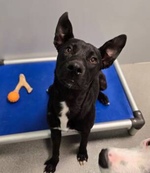 Rescue Mixed Breed Dogs for Adoption in Wellington, Kansas - Lyric | PetCurious