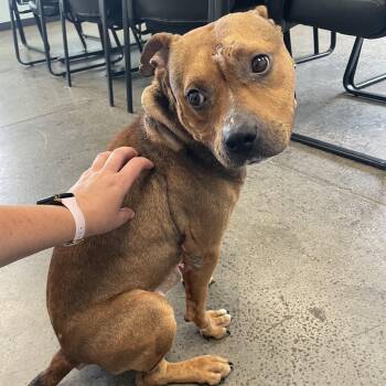 Pumbaa -  Mixed Breed Dog for Adoption in Mishawaka, Indiana - Pumbaa | PetCurious