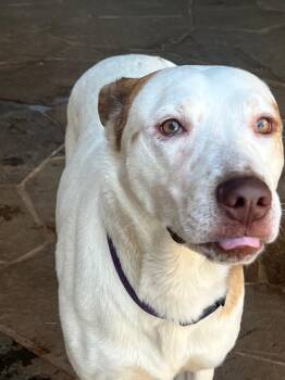 Australian Cattle Dog Blue Heeler and Labrador Retriever Dogs Available for Adoption in Lavon, Texas - Prince Boy | PetCurious