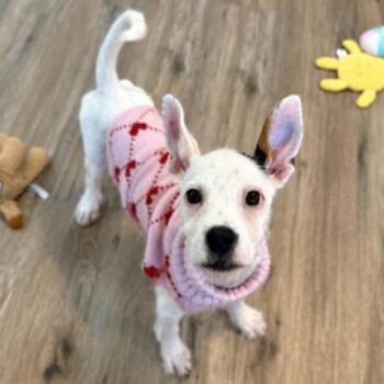 Dolly Hazel Toy Story -  Chihuahua and Jack Russell Terrier Dog for Adoption in Friendswood, Texas - Dolly Hazel Toy Story | PetCurious