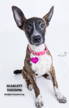 Rescue Mixed Breed Dogs for Adoption in Conroe, Texas - Scarlett | PetCurious