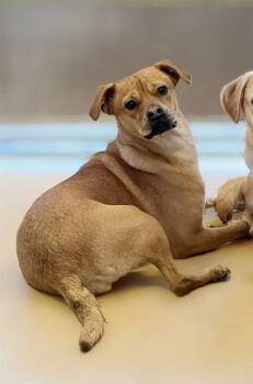 Pug and Beagle Dogs Available for Adoption - HEIDI | PetCurious
