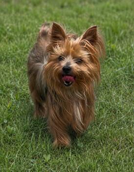Yorkshire Terrier Dogs Available for Adoption in Houston, Texas - Dublin | PetCurious