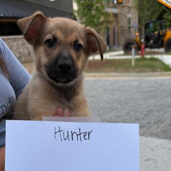 Hunter 22762 -  Shepherd and Husky Dog for Adoption in Cumming, Georgia - Hunter 22762 | PetCurious