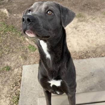 Gunther -  Mixed Breed Dog for Adoption in Tomah, Wisconsin - Gunther | PetCurious