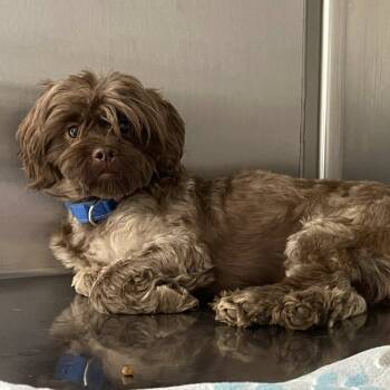 Rescue Standard Schnauzer and Standard Poodle Dogs for Adoption in Quakertown, Pennsylvania - Gatsby | PetCurious