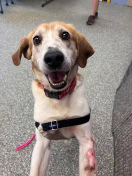 Captain Jack -  Hound Dog for Adoption in Liverpool, New York - Captain Jack | PetCurious