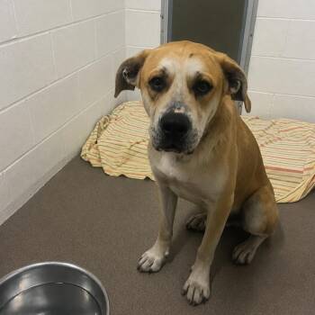 Homer 26-0420 -  Yellow Labrador Retriever Dog for Adoption in Yanceyville, North Carolina - Homer 26-0420 | PetCurious
