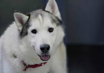 Patrick -  Siberian Husky Dog for Adoption in Walnut Creek, California - Patrick | PetCurious
