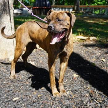 Maddie -  Mastiff Dog for Adoption in Evensville, Tennessee - Maddie | PetCurious