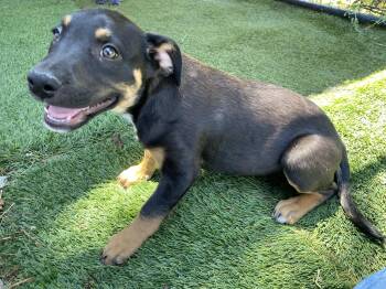 Rescue Shepherd Dogs for Adoption in Canutillo, Texas - Dalton, Dallas, Dana And Denver | PetCurious