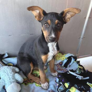 Yertle the Turtle -  Mixed Breed Dog for Adoption in Park City, Utah - Yertle The Turtle | PetCurious