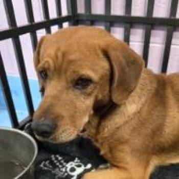 Chopstick -  Basset Hound and Mixed Breed Dog for Adoption in Tacoma, Washington - Chopstick | PetCurious