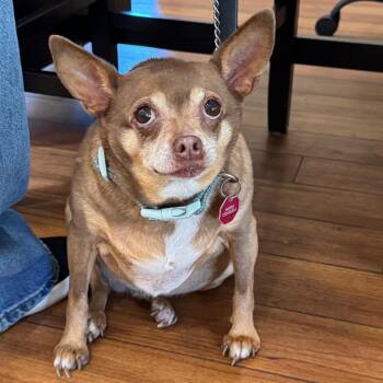 Maria -  Chihuahua Dog for Adoption in Ojai, California - Maria | PetCurious