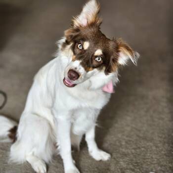 Rescue Border Collie Dogs for Adoption in Richmond, Virginia - JELLY - COURTESY LISTING | PetCurious