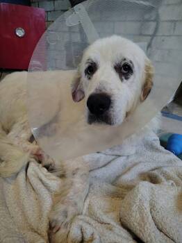 Biggs -  Great Pyrenees Dog for Adoption in Wando, South Carolina - Biggs | PetCurious