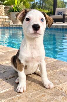 Brinley -  American Bulldog Dog for Adoption in Lutz, Florida - Brinley | PetCurious