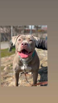 American Bully Dogs Available for Adoption in New Rochelle, New York - Xena | PetCurious
