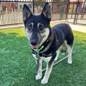 Kaya -  German Shepherd Dog Dog for Adoption in Walnut Creek, California - Kaya | PetCurious