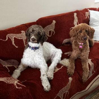 Ziti -  Standard Poodle Dog for Adoption in Lakewood Ranch, Florida - Ziti | PetCurious