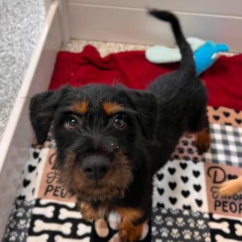 Jeffe -  Terrier and Mixed Breed Dog for Adoption in St. Peters, Missouri - Jeffe | PetCurious