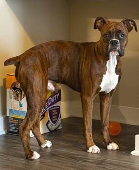 Boxer Dogs Available for Adoption in Hewitt, Texas - Spark | PetCurious