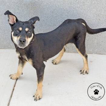 Mocha -  Mixed Breed Dog for Adoption in Abilene, Texas - Mocha | PetCurious