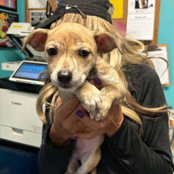Little Red Riding Hood -  Pit Bull Terrier and Mixed Breed Dog for Adoption in Stephenville, Texas - Little Red Riding Hood | PetCurious