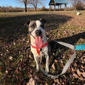 Rescue Mixed Breed Dogs for Adoption in Hendersonville, North Carolina - Hendo | PetCurious