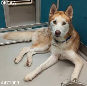 APOLLO -  Siberian Husky Dog for Adoption in Oklahoma City, Oklahoma - APOLLO | PetCurious