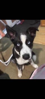 Everest -  Siberian Husky Dog for Adoption in Irwin, Pennsylvania - Everest | PetCurious