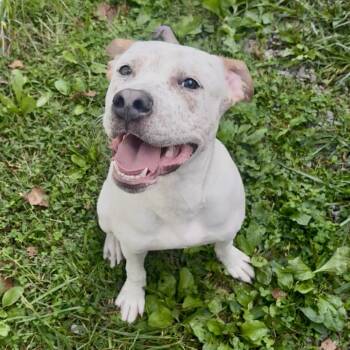 Rescue Pit Bull Terrier Dogs for Adoption in Fairmont, West Virginia - Waygu | PetCurious