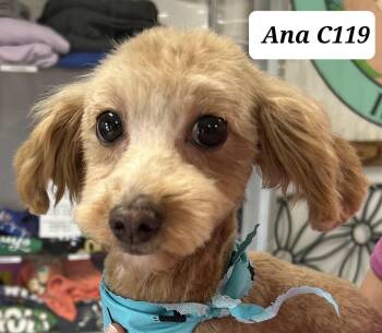 Ana C119 -  Maltipoo Dog for Adoption in Morganton, North Carolina - Ana C119 | PetCurious