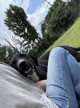 Rex 24 -  Labrador Retriever Dog for Adoption in Crystal Springs, Mississippi - Rex 24 | PetCurious