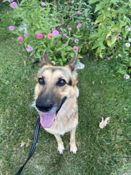 1220 Heidi -  German Shepherd Dog Dog for Adoption in Ringwood, Illinois - 1220 Heidi | PetCurious