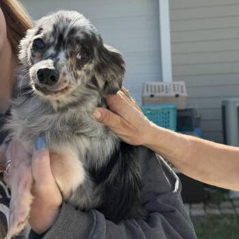 Nanny McPhee -  Chihuahua Dog for Adoption in Gloucester, Virginia - Nanny McPhee | PetCurious