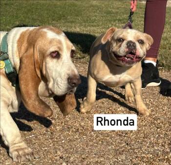 Rhonda French -  French Bulldog and Mixed Breed Dog for Adoption in Saugus, Massachusetts - Rhonda French | PetCurious