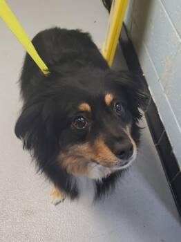 Pen 167 C Miss Vickie -  Border Collie Dog for Adoption in Lawrenceville, Georgia - Pen 167 C Miss Vickie | PetCurious