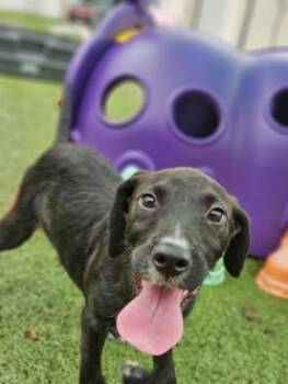 Rescue Pointer and Labrador Retriever Dogs for Adoption in Savannah, Georgia - Caprisun | PetCurious