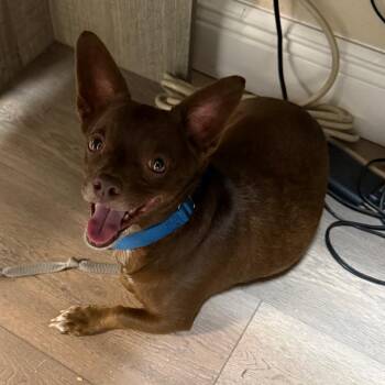 Chi Chi -  Chihuahua Dog for Adoption in Lake Panasoffkee, Florida - Chi Chi | PetCurious