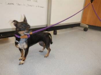 Chihuahua Dogs Available for Adoption in San Jose, California - SOPHIE | PetCurious