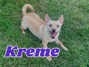 Rescue Chihuahua Dogs for Adoption in Texarkana, Texas - Kreme In Texarkana TX | PetCurious
