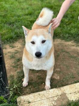 Rescue Shiba Inu Dogs for Adoption in Chester Springs, Pennsylvania - Muriel | PetCurious