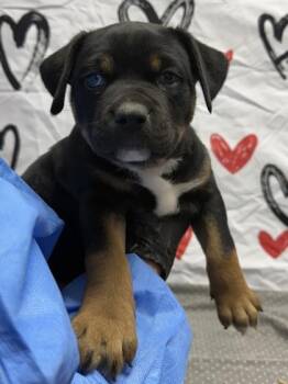 American Staffordshire Terrier and Mixed Breed Dogs Available for Adoption - Jeremiah | PetCurious